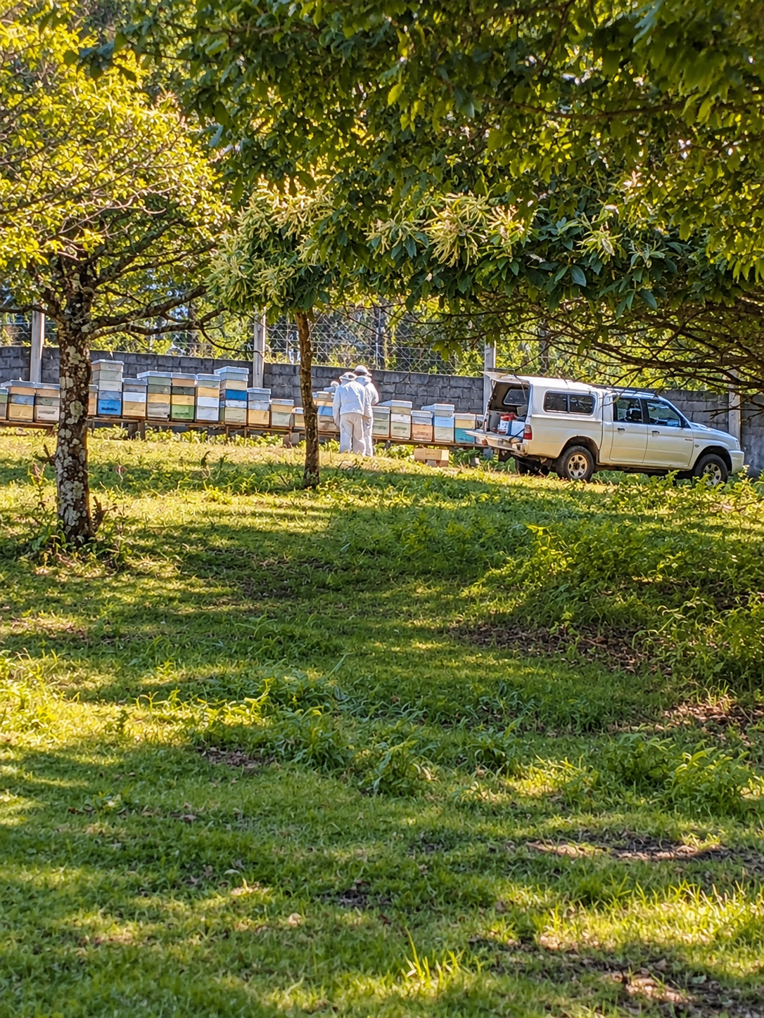 Apicultores traballando na fila de colmeas baixo as árbores